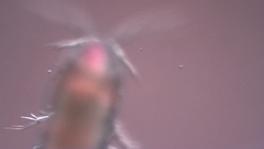 Canthocamptus staphylinus