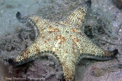 Anthenea sidneyensis