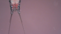 Canthocamptus staphylinus