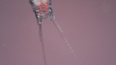 Canthocamptus staphylinus