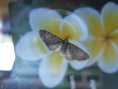 Eupithecia tripunctaria