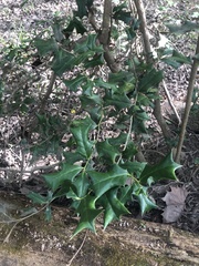 Ilex cornuta