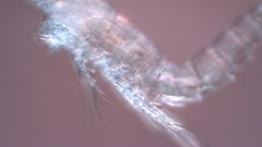 Canthocamptus staphylinus