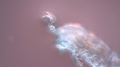 Canthocamptus staphylinus