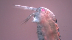 Canthocamptus staphylinus