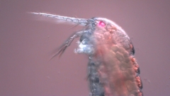 Canthocamptus staphylinus