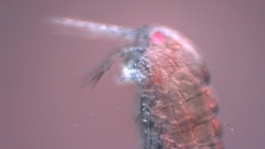 Canthocamptus staphylinus