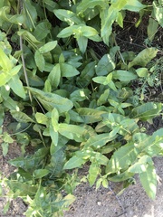 Acourtia microcephala