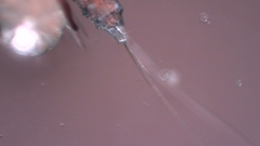 Canthocamptus staphylinus