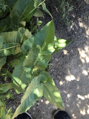 Acourtia microcephala