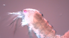 Canthocamptus staphylinus