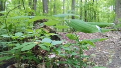 Polygonatum