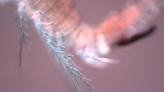 Canthocamptus staphylinus