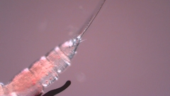 Canthocamptus staphylinus