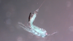 Canthocamptus staphylinus