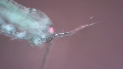 Canthocamptus staphylinus