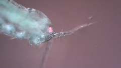 Canthocamptus staphylinus