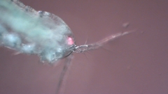 Canthocamptus staphylinus