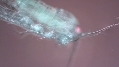 Canthocamptus staphylinus