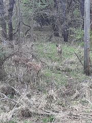 Odocoileus virginianus macrourus