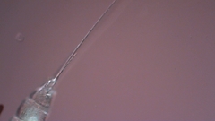 Canthocamptus staphylinus