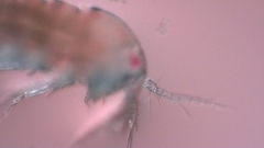 Canthocamptus staphylinus