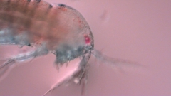 Canthocamptus staphylinus