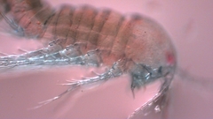 Canthocamptus staphylinus