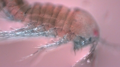 Canthocamptus staphylinus