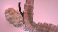 Canthocamptus staphylinus