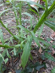 Helenium quadridentatum