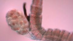 Canthocamptus staphylinus