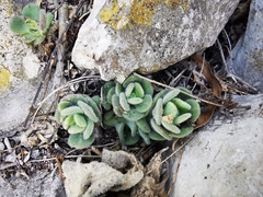 Sedum edwardsii