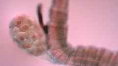 Canthocamptus staphylinus