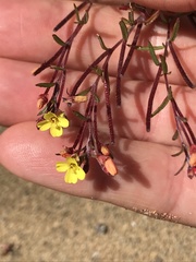 Camissonia strigulosa