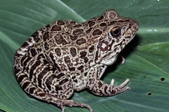 Lithobates areolatus