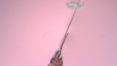 Canthocamptus staphylinus