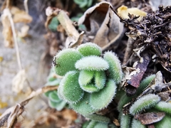 Sedum edwardsii
