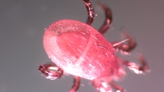 Parasitellus fucorum