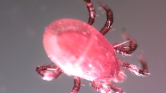 Parasitellus fucorum