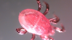 Parasitellus fucorum