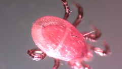 Parasitellus fucorum