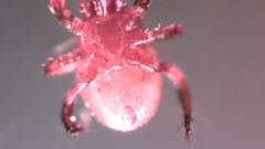 Parasitellus fucorum