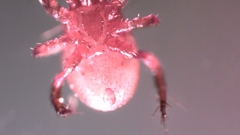 Parasitellus fucorum