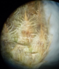 Centaurea besseriana