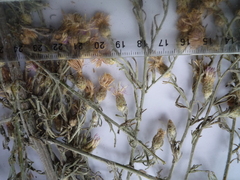 Centaurea besseriana