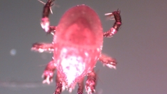 Parasitellus fucorum
