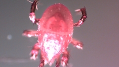 Parasitellus fucorum
