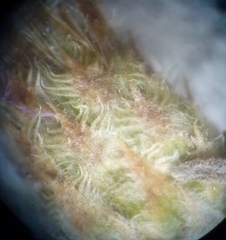 Centaurea besseriana