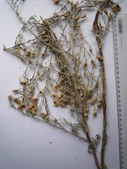 Centaurea besseriana